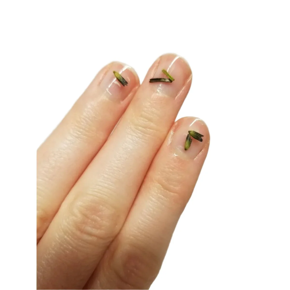 Brittle Nail Strengthening Serum (Brush on) - Image 2