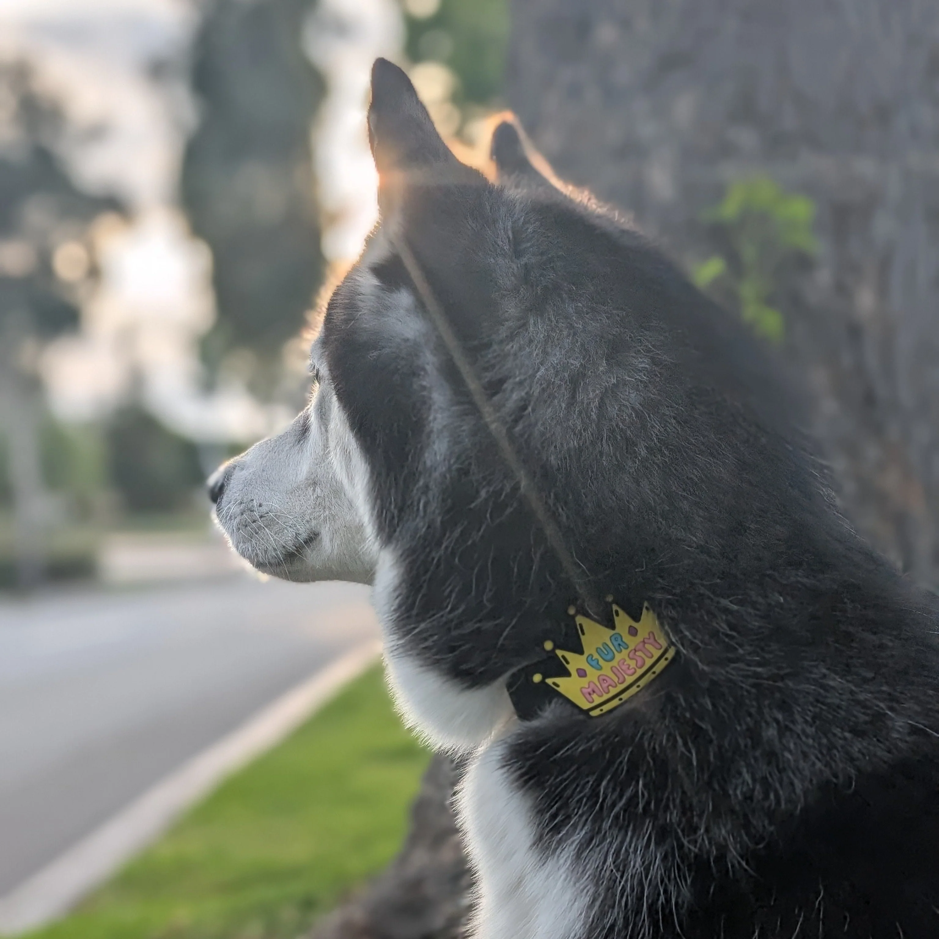 Fur Majesty Dog Jiby - Image 5