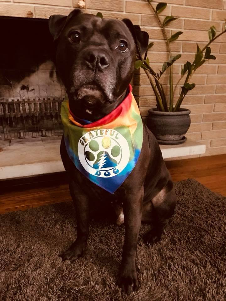 Grateful Dog Bandana - Image 3
