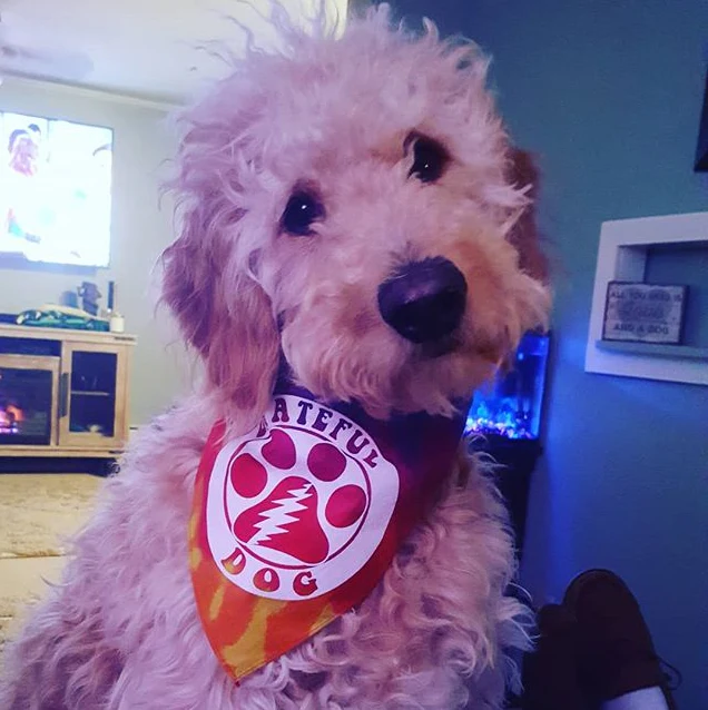 Grateful Dog Bandana - Image 4
