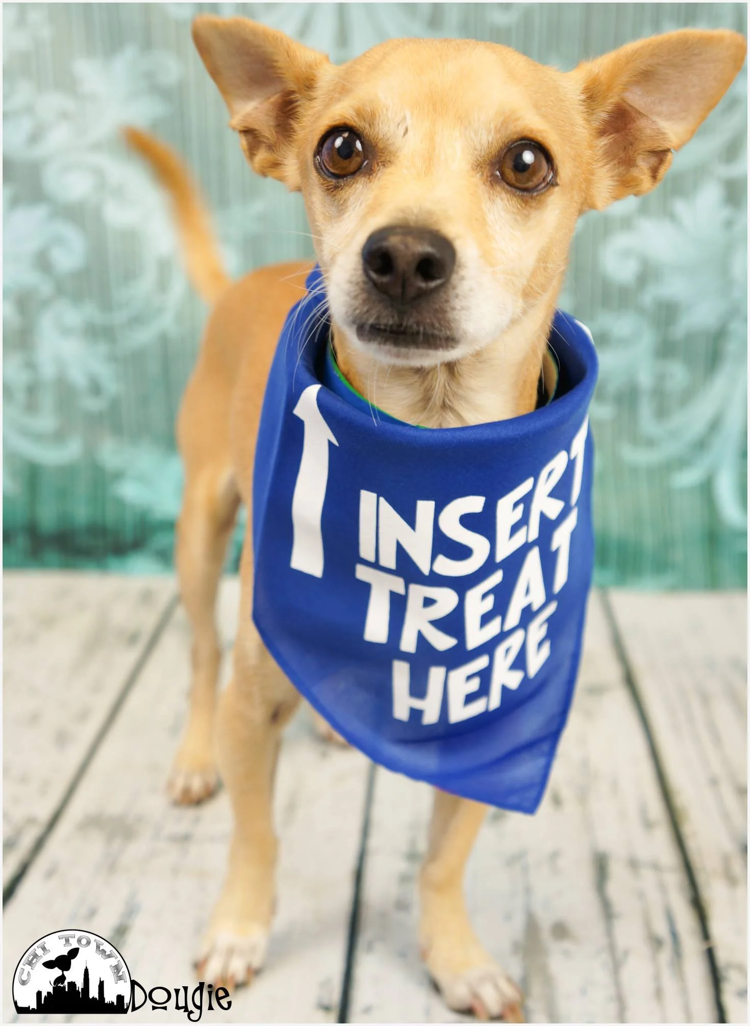 INSERT TREAT HERE Bandana - Image 11