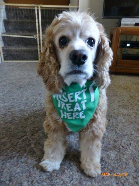 INSERT TREAT HERE Bandana - Image 12