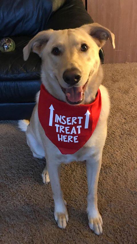INSERT TREAT HERE Bandana - Image 13