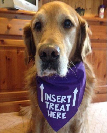 INSERT TREAT HERE Bandana - Image 14