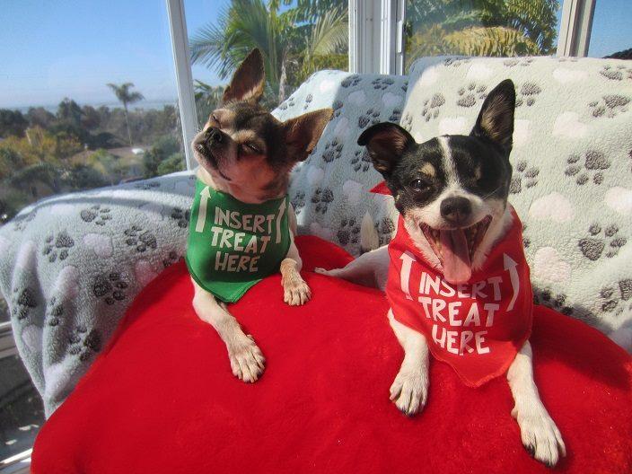 INSERT TREAT HERE Bandana - Image 15