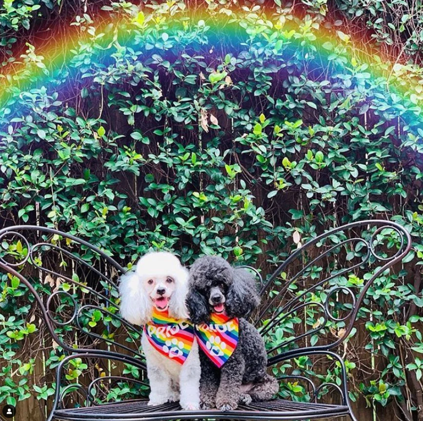 PRIDE Bandana - Image 3