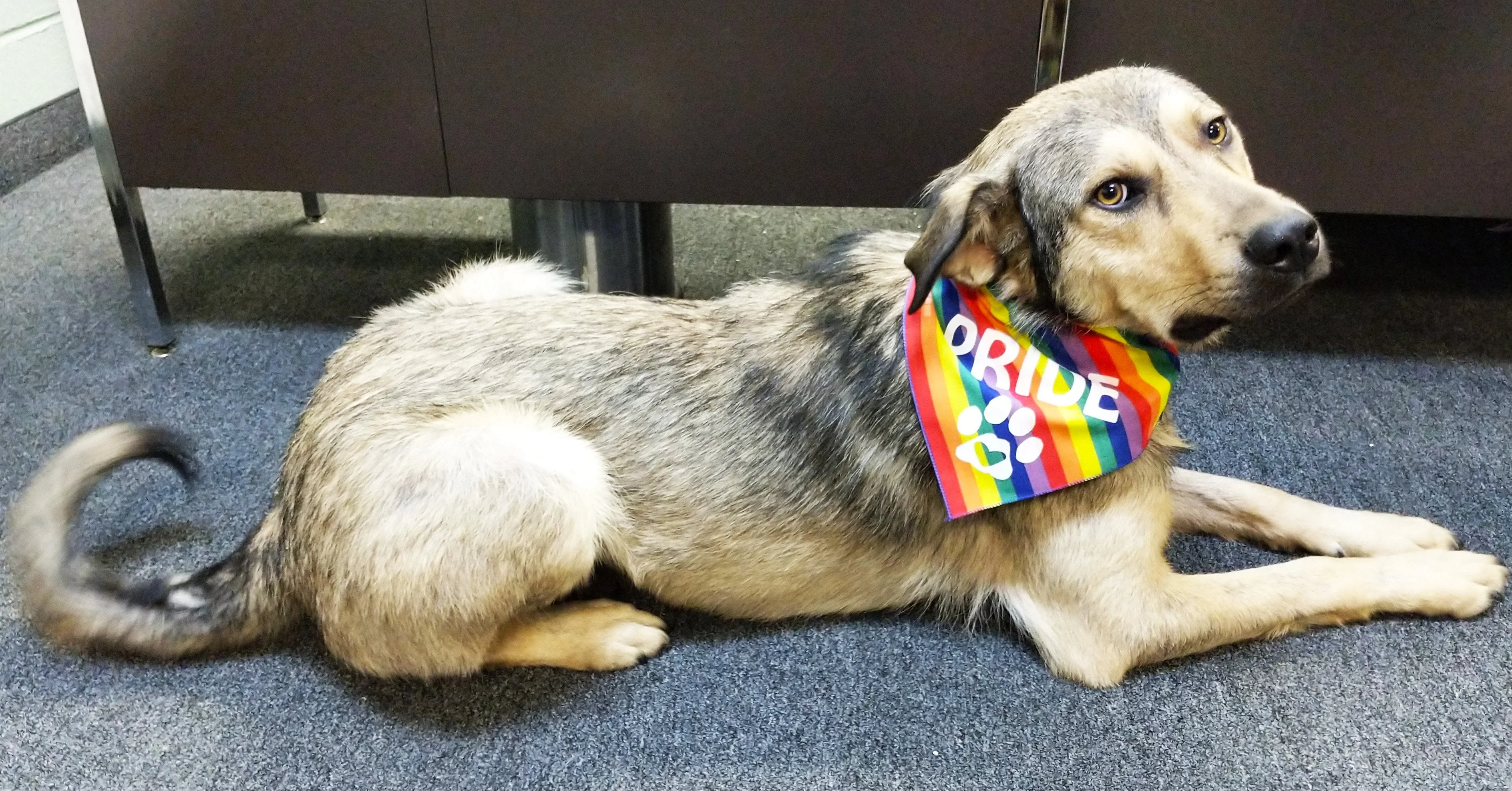 PRIDE Bandana - Image 4