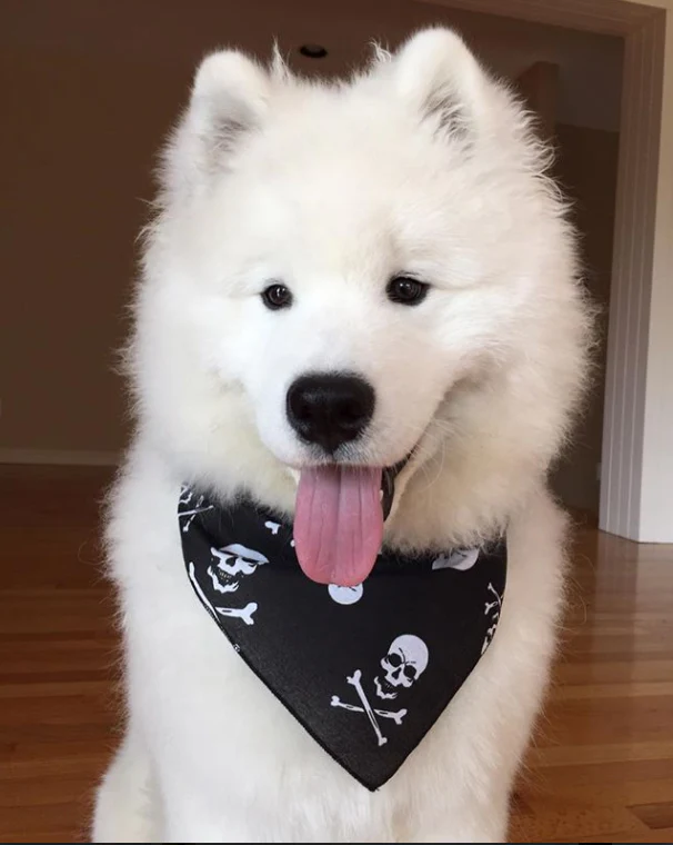 Skull and Crossbones Bandana - Image 3