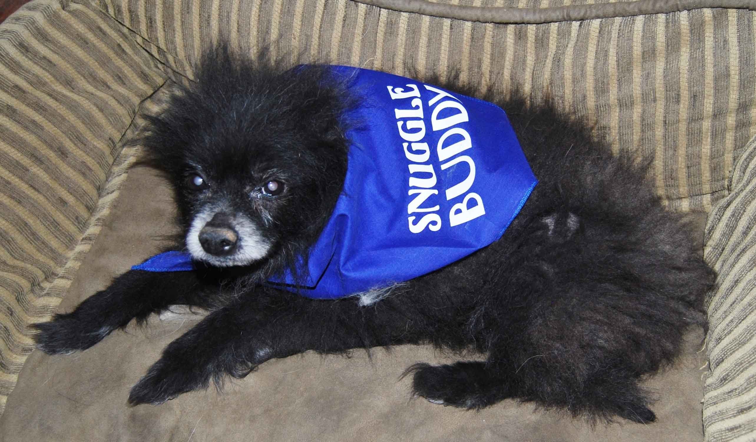 Snuggle Buddy Bandana - Image 11