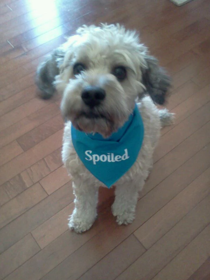 Spoiled Bandana - Image 11